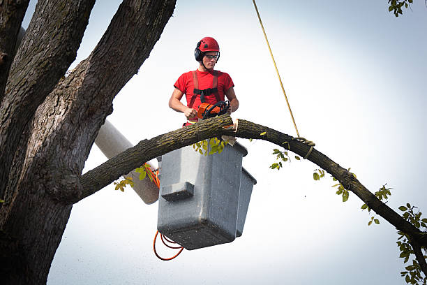 Reliable Boyd, TX Tree Service Solutions